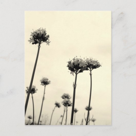 Carte Postale Fleurs sauvages (B&W) (Devant)