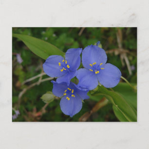 Carte Postale Fleurs sauvages Blue Spiderwort Hot Springs AR Cad