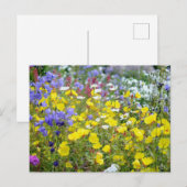 Carte Postale Fleurs sauvages colorées d'été (Devant / Derrière)