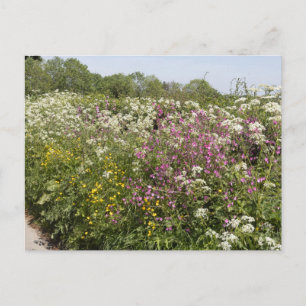 Carte Postale Fleurs sauvages dans une haie au bord de la route