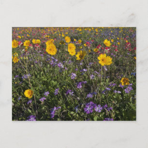 Carte Postale Fleurs sauvages de bord de route en Texas, printem