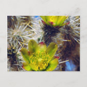 Carte Postale Fleurs sauvages de Cholla Cactus en argent (Devant)