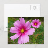 Carte Postale Fleurs sauvages de Cosmos rose (Devant / Derrière)