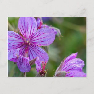 Carte Postale fleurs sauvages de géranium asticuleux