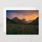 Carte Postale Fleurs sauvages de glacier (Devant / Derrière)