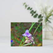 Carte Postale Fleurs sauvages de la verge (Debout devant)