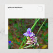 Carte Postale Fleurs sauvages de la verge (Devant / Derrière)