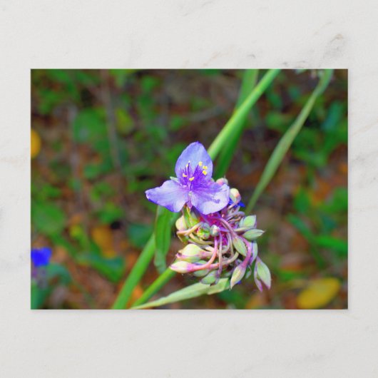 Carte Postale Fleurs sauvages de la verge (Devant)