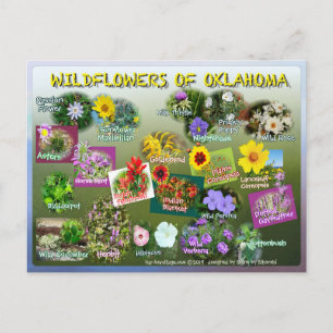Carte postale fleurs sauvages de l'Oklahoma 19r