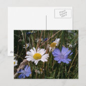 Carte Postale Fleurs sauvages de l'Oregon (Devant / Derrière)