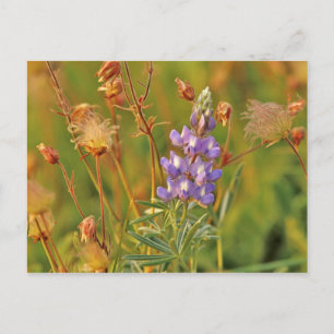 Carte Postale Fleurs sauvages de lupin et de prairie smoke dans