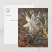Carte Postale Fleurs sauvages de lys du désert (Devant / Derrière)