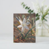 Carte Postale Fleurs sauvages de lys du désert (Debout devant)