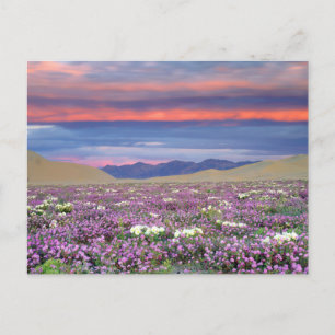 Carte Postale Fleurs sauvages de Verveine des sables et de Primr