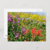 Carte Postale Fleurs sauvages des Rocheuses (Devant / Derrière)