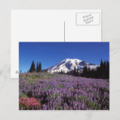 Carte Postale fleurs sauvages d'été à la base du mont Rainier, (Devant / Derrière)