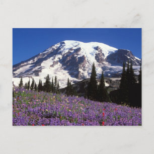 Carte Postale fleurs sauvages d'été à la base du Mont Rainier, 2