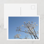 Carte Postale Fleurs Sauvages d'Hiver (Devant / Derrière)