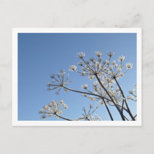 Carte Postale Fleurs Sauvages d'Hiver