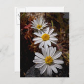 Carte Postale Fleurs sauvages du Desert Star (Devant / Derrière)
