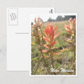 Carte Postale Fleurs sauvages du Nouveau-Mexique (Devant / Derrière)