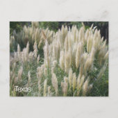 Carte Postale Fleurs sauvages du Texas (Devant)