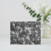 Carte Postale Fleurs sauvages en noir et blanc (Debout devant)