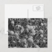 Carte Postale Fleurs sauvages en noir et blanc (Devant / Derrière)