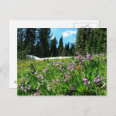 Carte Postale Fleurs sauvages et premières (Devant / Derrière)