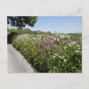 Carte Postale Fleurs sauvages Herefordshire