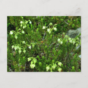 Carte Postale Fleurs sauvages II