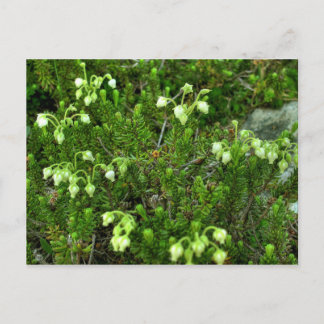 Carte Postale Fleurs sauvages II