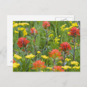 Carte Postale Fleurs sauvages indiens de pinceaux et de biscuits (Devant / Derrière)