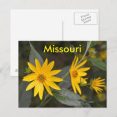 Carte Postale Fleurs sauvages jaunes du Missouri (Devant / Derrière)