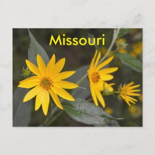 Carte Postale Fleurs sauvages jaunes du Missouri