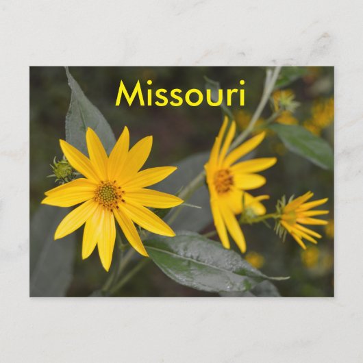Carte Postale Fleurs sauvages jaunes du Missouri (Devant)
