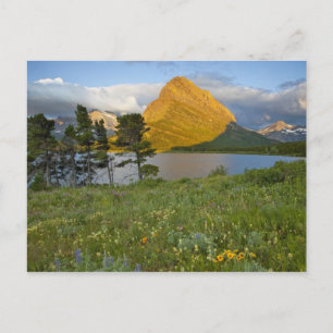 Carte Postale Fleurs sauvages le long du lac Swiftcurrent dans l