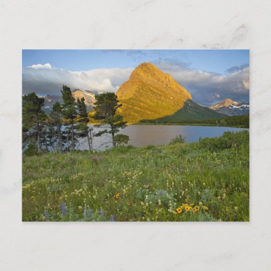 Carte Postale Fleurs sauvages le long du lac Swiftcurrent dans l (Devant)