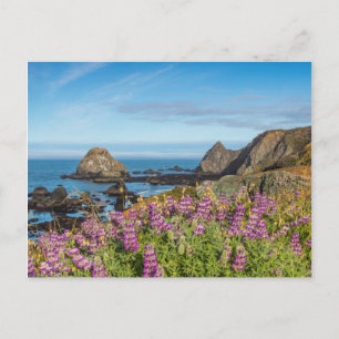 Carte Postale Fleurs sauvages lupines couvrant les collines