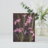 Carte Postale Fleurs sauvages : Lychnis fleur de coucou (Debout devant)