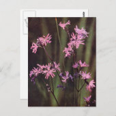 Carte Postale Fleurs sauvages : Lychnis fleur de coucou (Devant / Derrière)