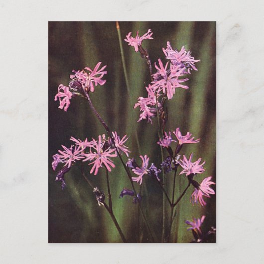 Carte Postale Fleurs sauvages : Lychnis fleur de coucou (Devant)
