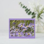 Carte Postale Fleurs sauvages : Michaelmas Daisies do-it-yoursel (Debout devant)