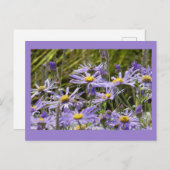 Carte Postale Fleurs sauvages : Michaelmas Daisies do-it-yoursel (Devant / Derrière)