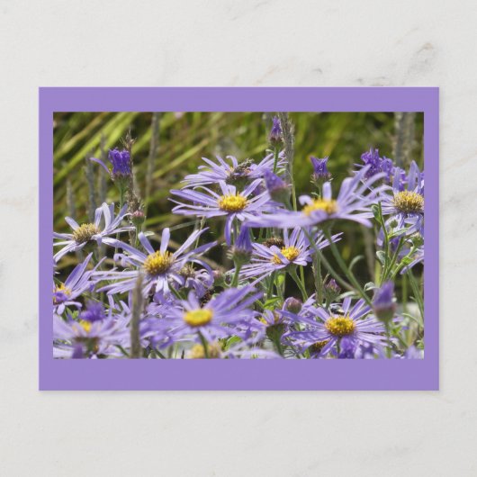 Carte Postale Fleurs sauvages : Michaelmas Daisies do-it-yoursel (Devant)