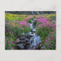 Fleurs sauvages, Montagne Clements, Montana