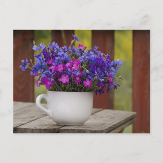 Carte Postale fleurs sauvages, oeillet et cornflower (Devant)