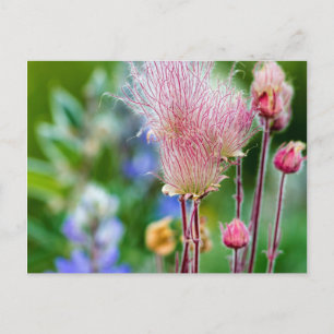 Carte Postale Fleurs sauvages Prairie Smoke dans la forêt d'Aspe