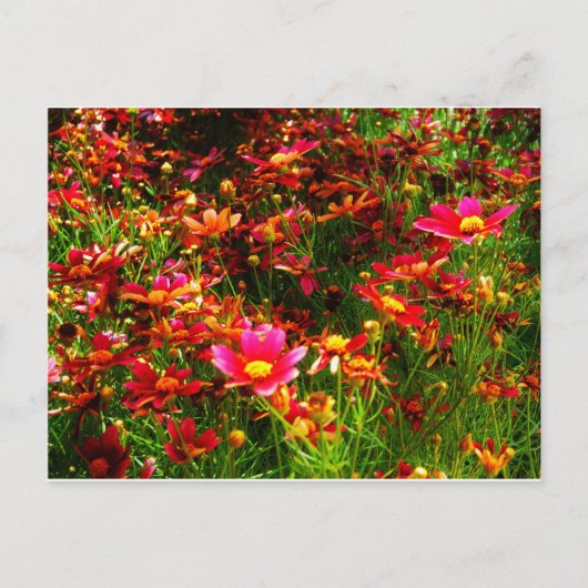 Carte Postale Fleurs sauvages rose et jaune pâle (Devant)