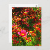 Carte Postale Fleurs sauvages rose et jaune pâle (Devant / Derrière)